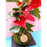 kokedama-tamano-s
