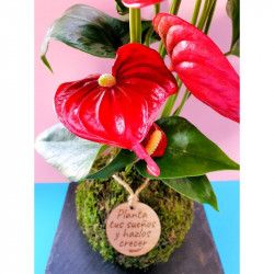 kokedama-tamano-s