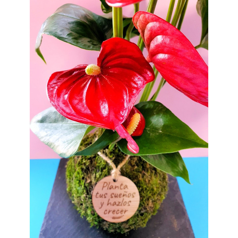 kokedama-tamano-s kokedama-tamano-s
