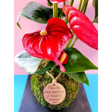 kokedama-tamano-s