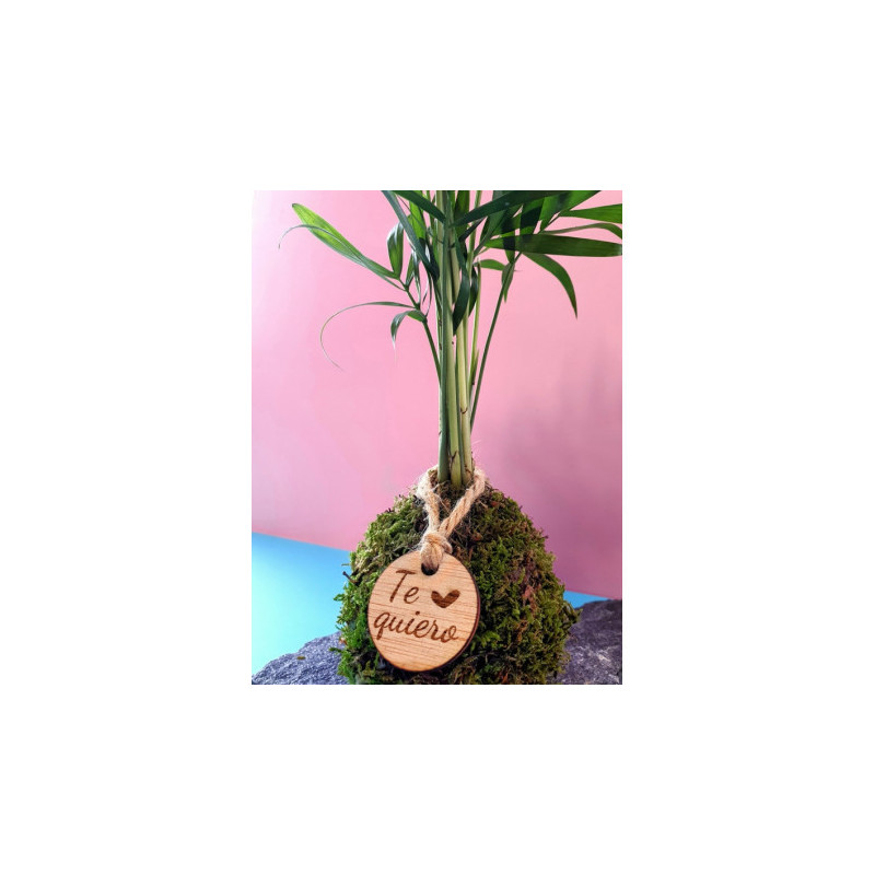 kokedama-tamano-s kokedama-tamano-s