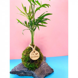 kokedama-tamano-s