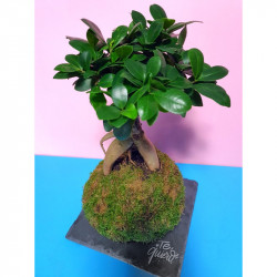kokedama-tamano-s