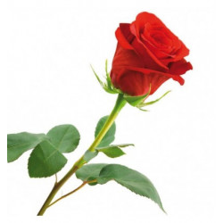 rosa natural