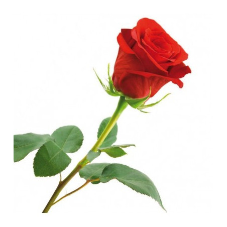 rosa natural
